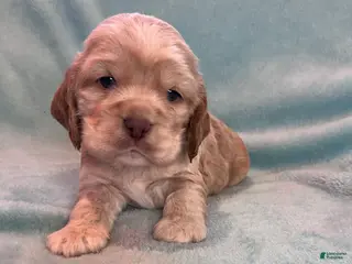 Cocker Spaniel dogs Buddy - Ad 1