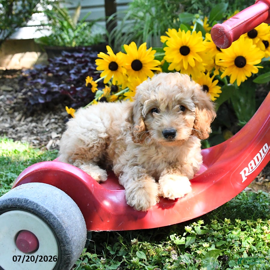Cockapoo dogs Blondie - Ad 2