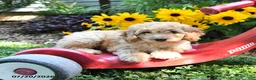 Cockapoo dogs for sale: Blondie - Ad 2