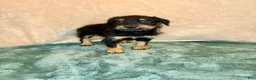 Mixed Breed dogs for sale: Marilyn - Ad 7