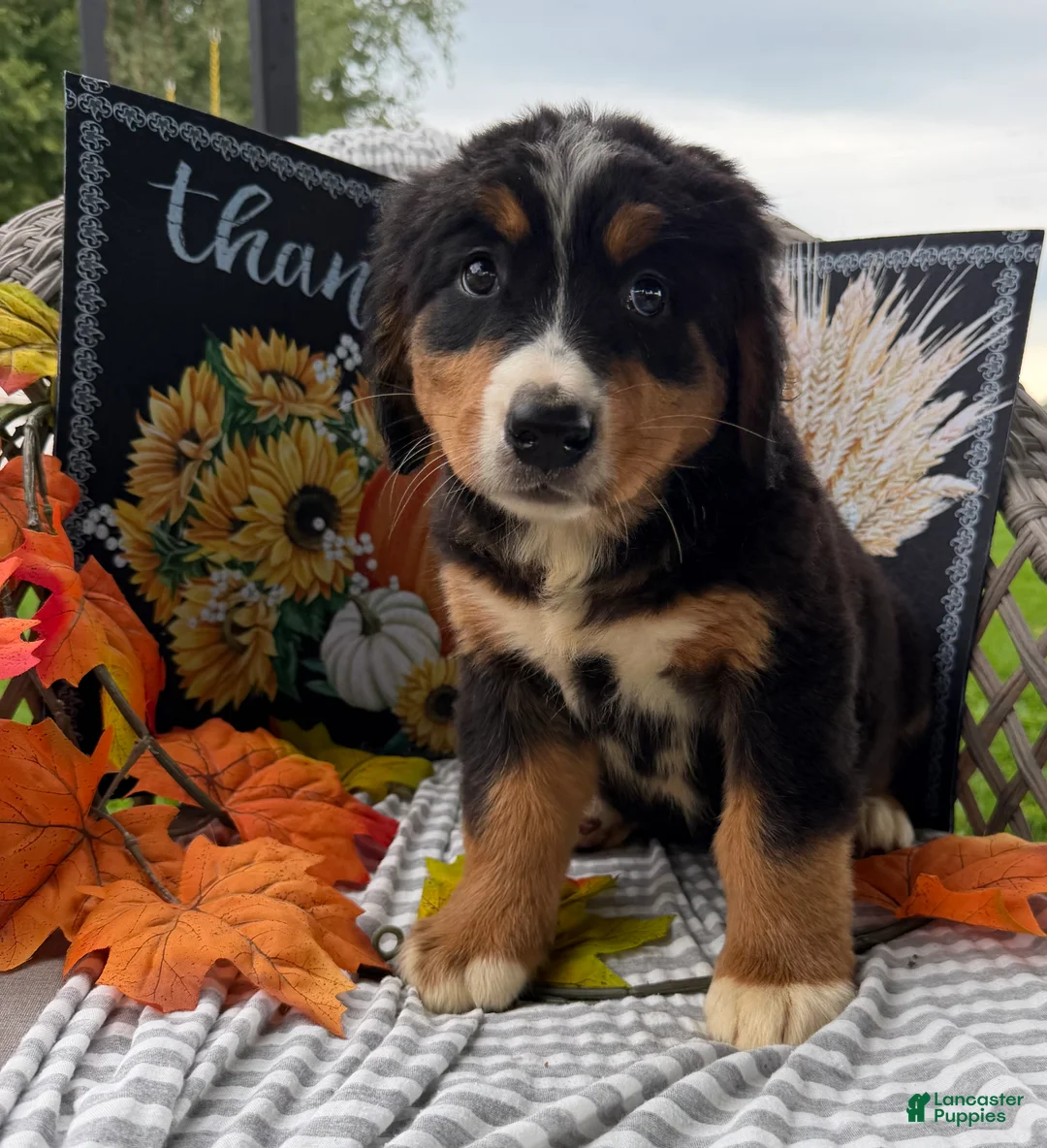 Bernese Mountain Dog dogs for sale: Daisy  - Ad 2