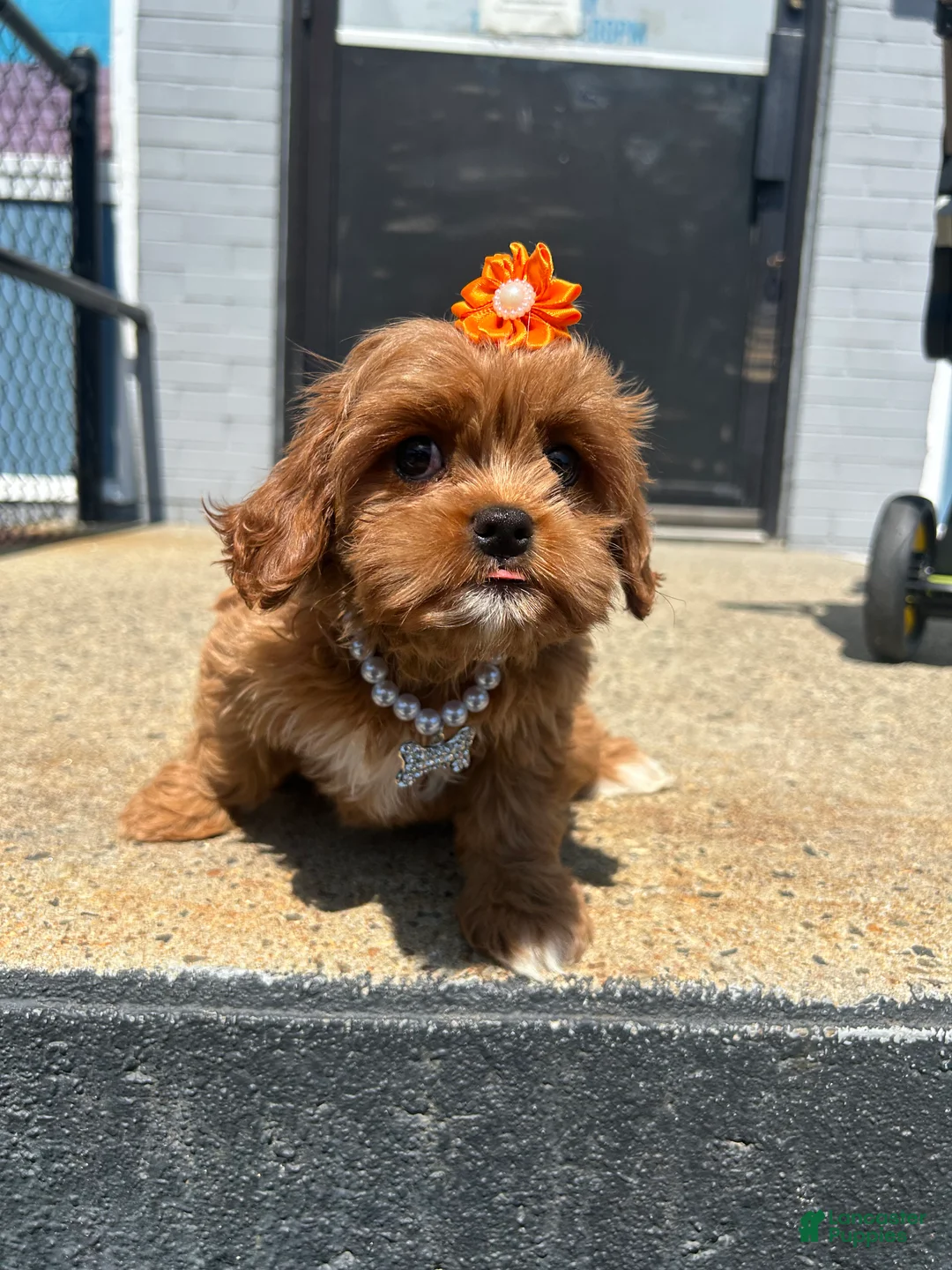 Mixed Breed dogs for sale: Mixed Breed 2 - Ad 3