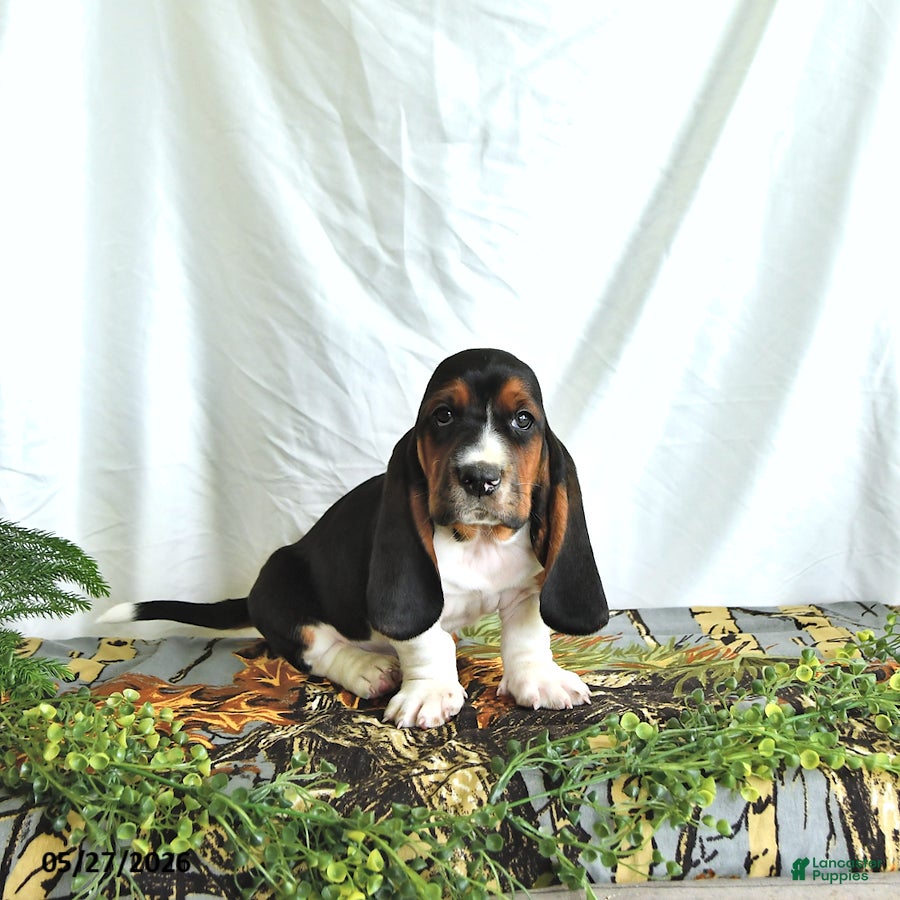 Basset Hound dogs Gus - Ad 2