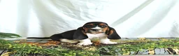 Basset Hound dogs for sale: Gus - Ad 2