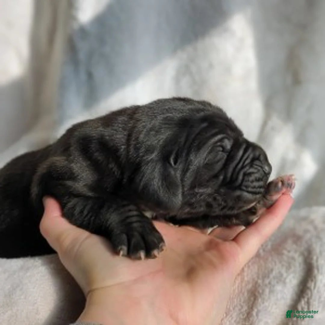 Great Dane dogs for sale: Cypress - Ad 2