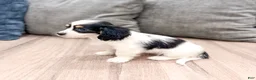 Cavachon dogs for sale: Honey - Ad 5