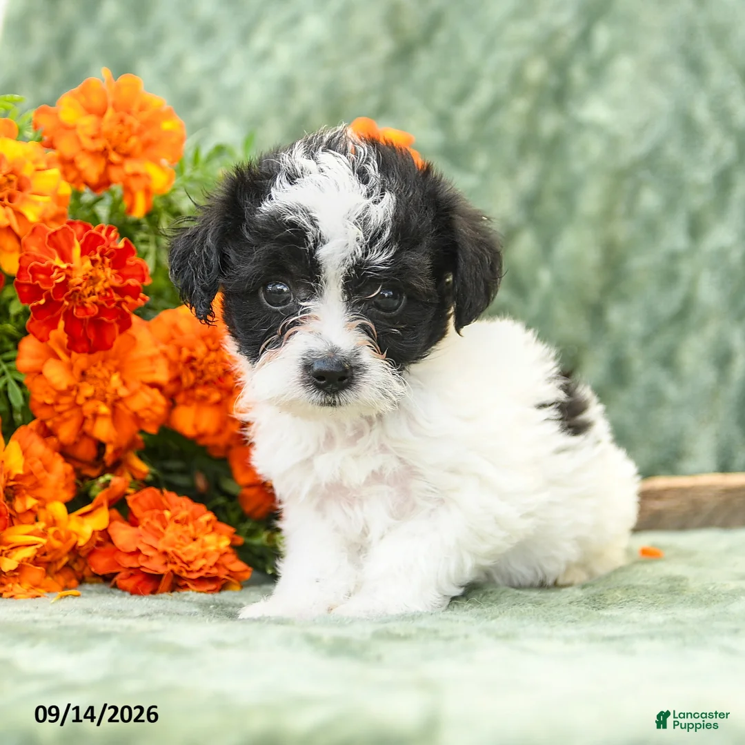 Yochon dogs for sale: Cameron - Ad 1