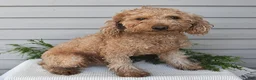 Havapoo dogs for sale: Ruby - Ad 7