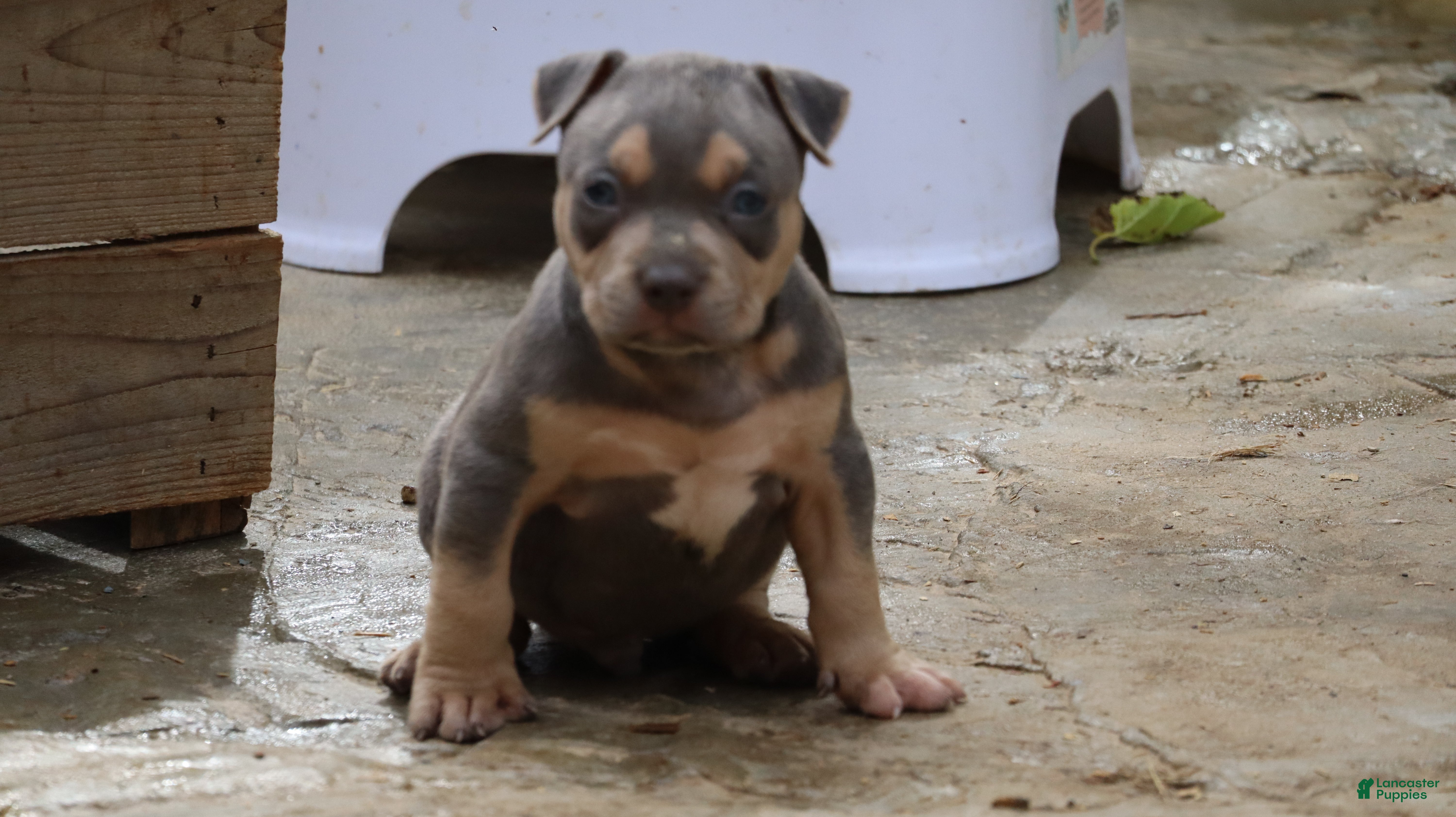 American Bully dogs Mr. Vegas - Ad 1
