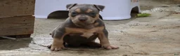 American Bully dogs for sale: Mr. Vegas - Ad 1