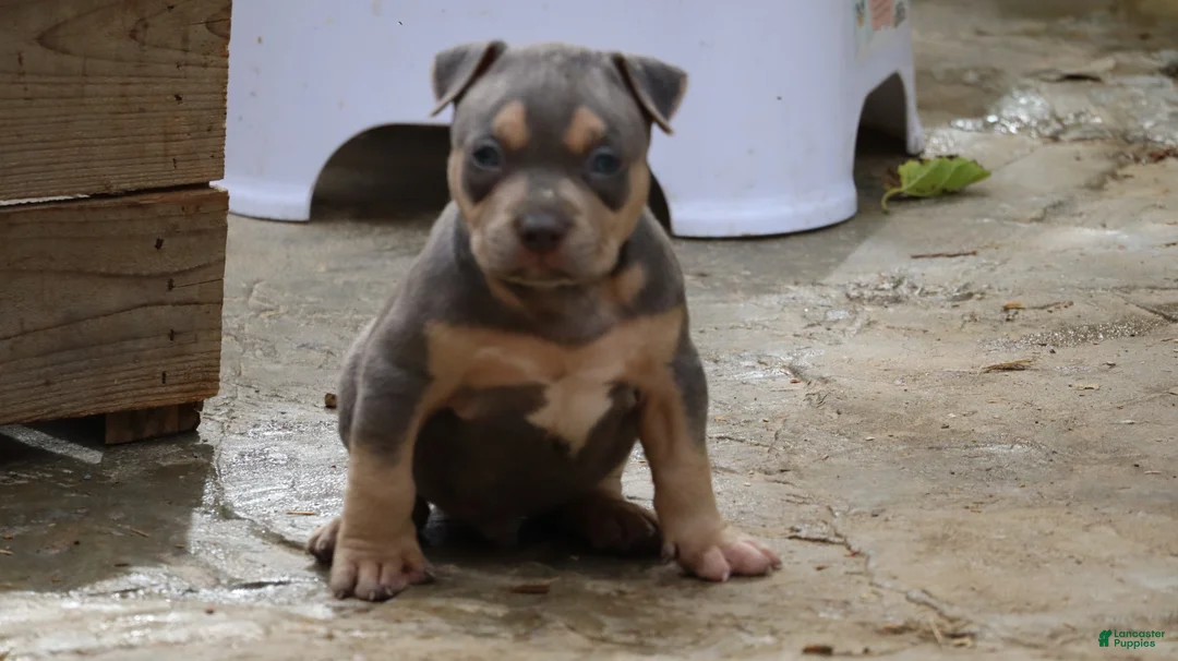 American Bully dogs for sale: Mr. Vegas - Ad 1