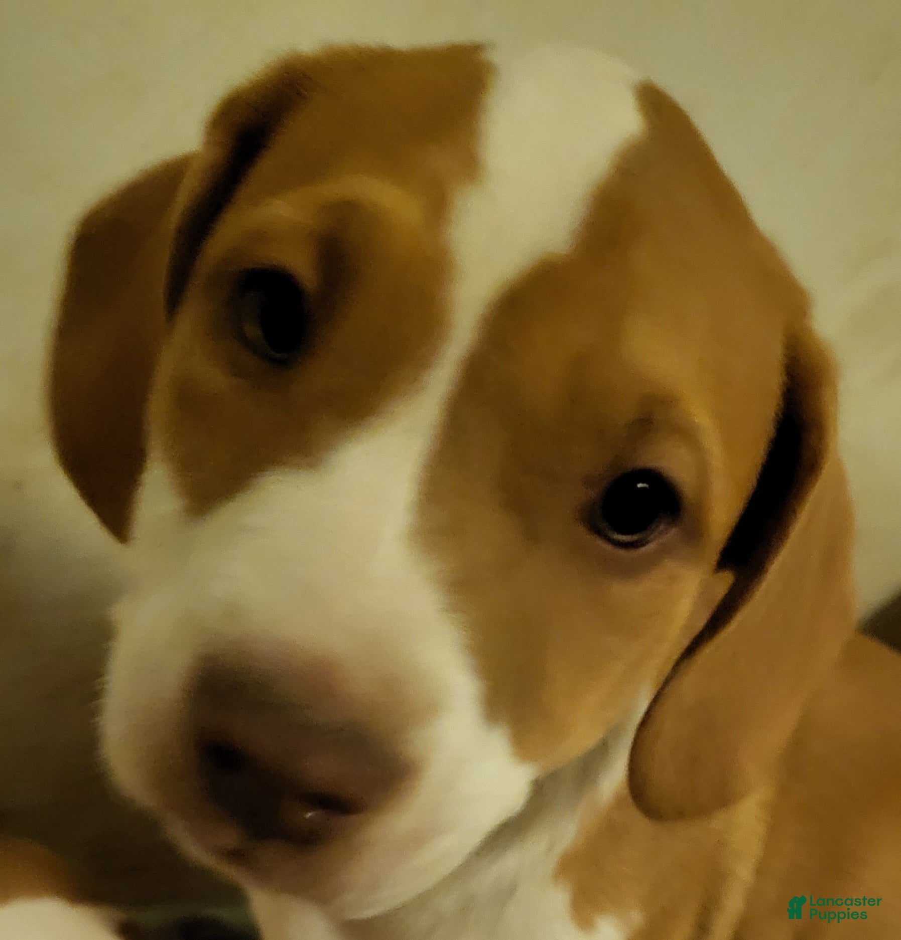 Mixed Breed dogs Starbee - Ad 32