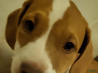 Mixed Breed dogs Starbee - Ad 32