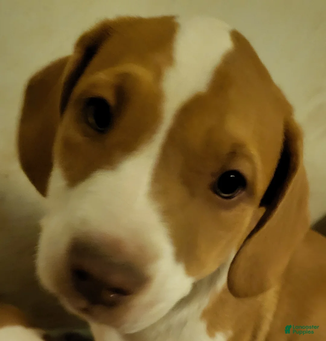 Mixed Breed dogs for sale: Starbee - Ad 1