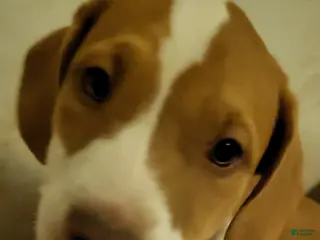 Mixed Breed dogs Starbee - Ad 10