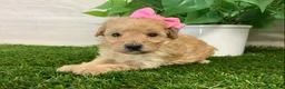 Toy Poodle dogs for sale: Myra - Ad 1