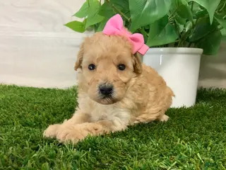 Toy Poodle dogs for sale: Myra - Ad 4