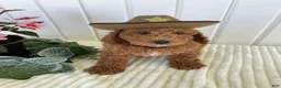 Mini Goldendoodle dogs for sale: Homestead - Ad 3