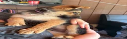 German Shepherd dogs for sale: Diesel - Ad 20