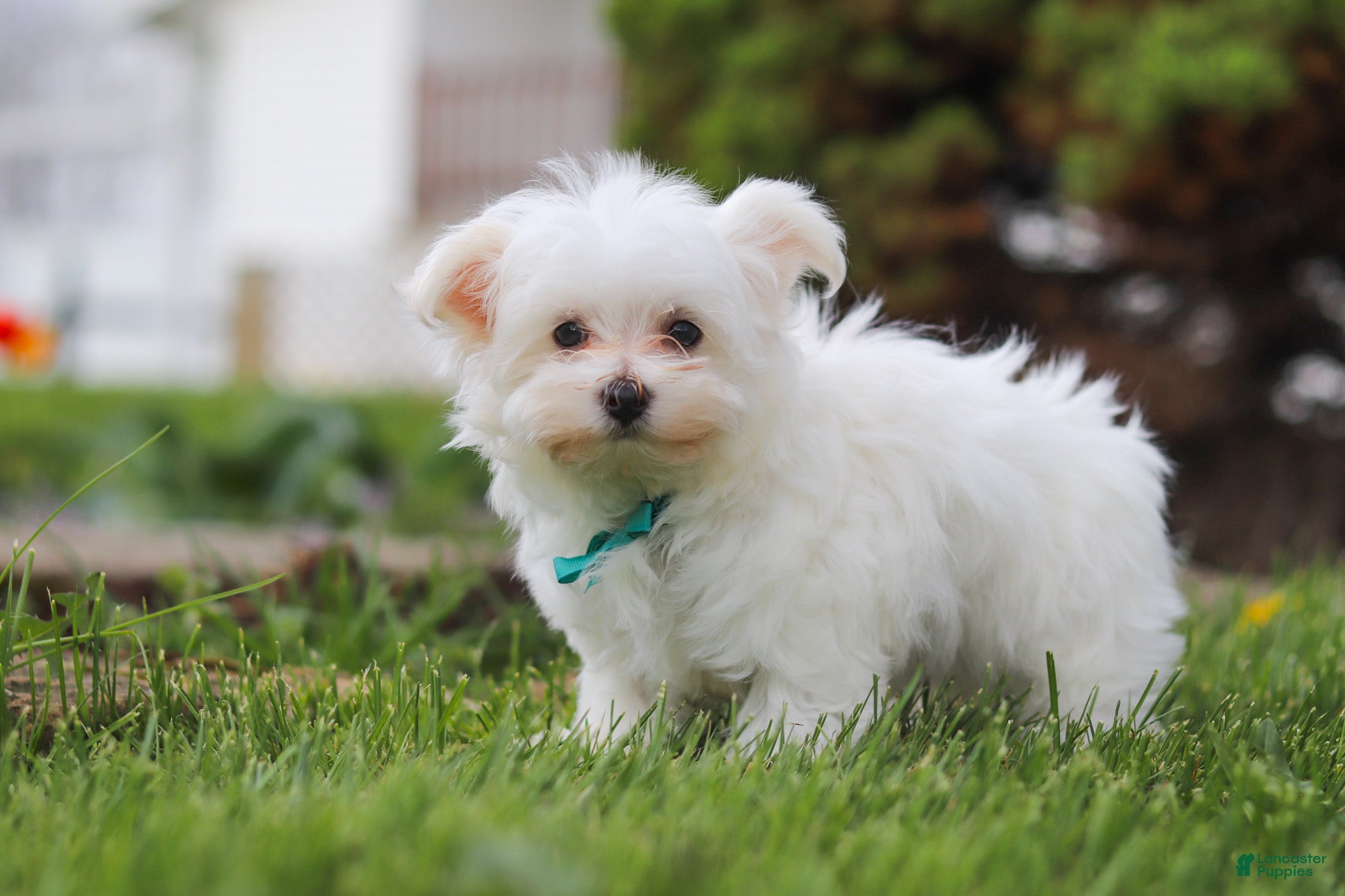 Maltese dogs Jakson - Ad 2