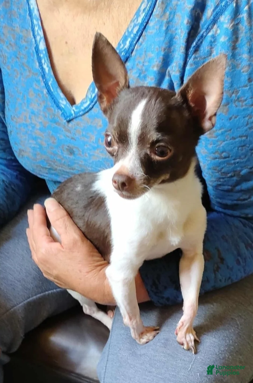 Chihuahua dogs for sale: Lilac and tan male,  Nationwide delivery  - Ad 4
