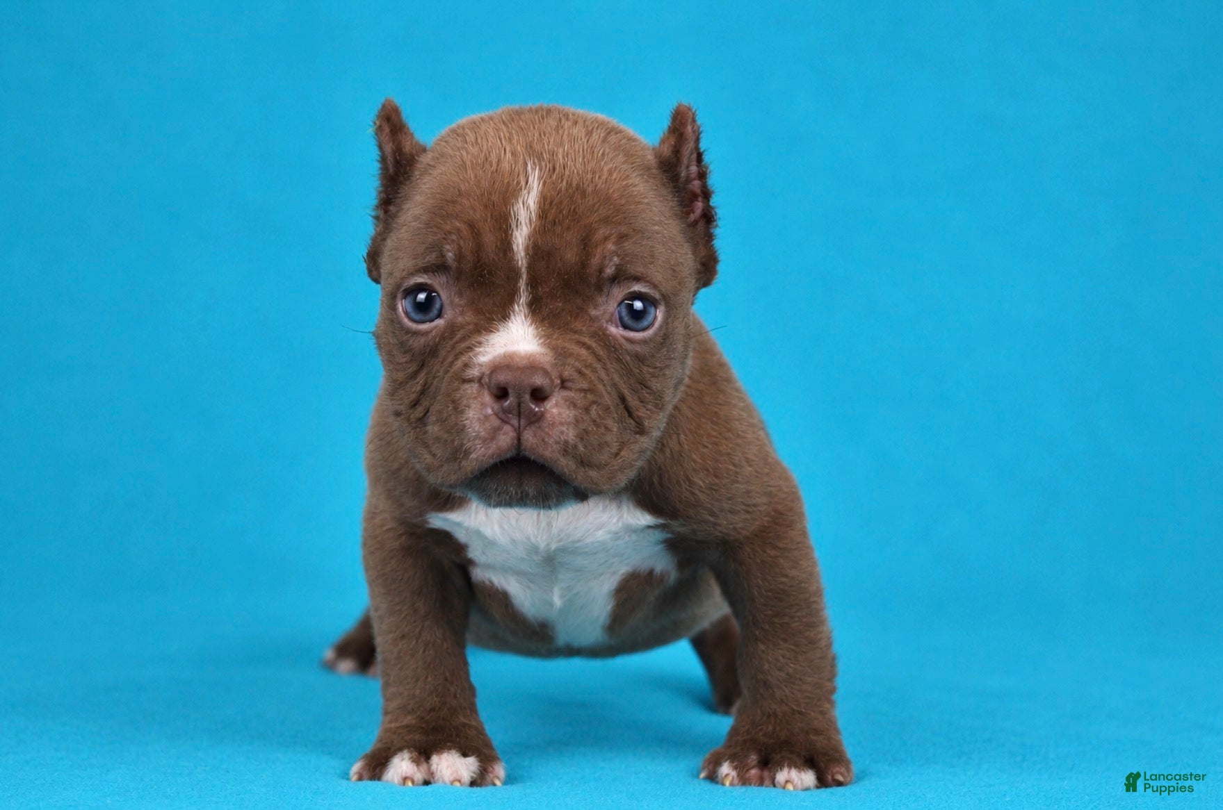 American Bully dogs Chocolate Male  - Ad 1