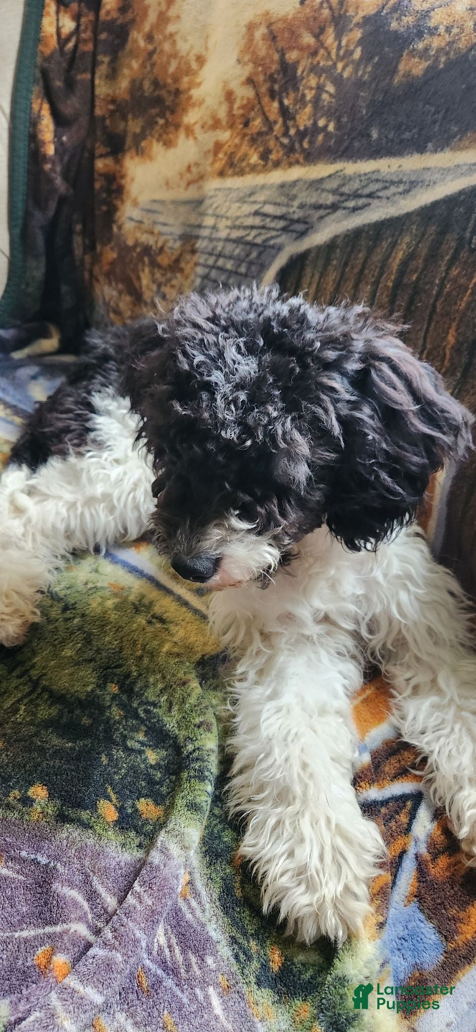 Cockapoo dogs Cockapoo 1 - Ad 1