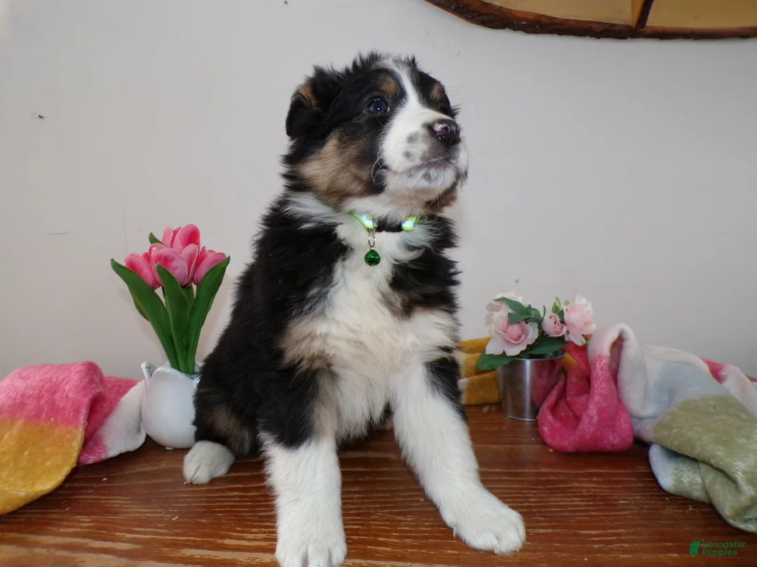 Mini Aussiedoodle dogs for sale: Mini Aussiedoodle Puppy 11 Maxwell  - Ad 1