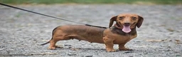 Miniature Dachshund dogs for sale: Jewel - Ad 7