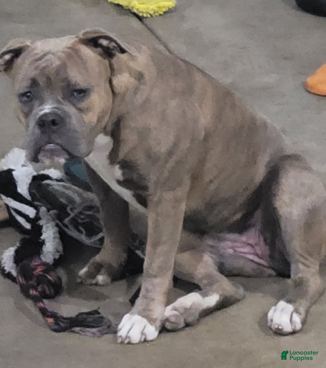 American Bulldog dogs for sale: Cleo - Ad 13