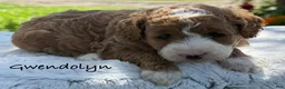 Mini Goldendoodle dogs for sale: Gwendolyn - Ad 1