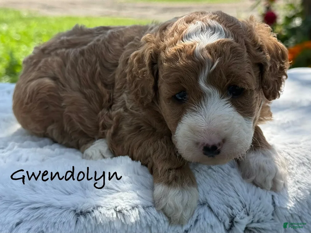 Mini Goldendoodle dogs for sale: Gwendolyn - Ad 1