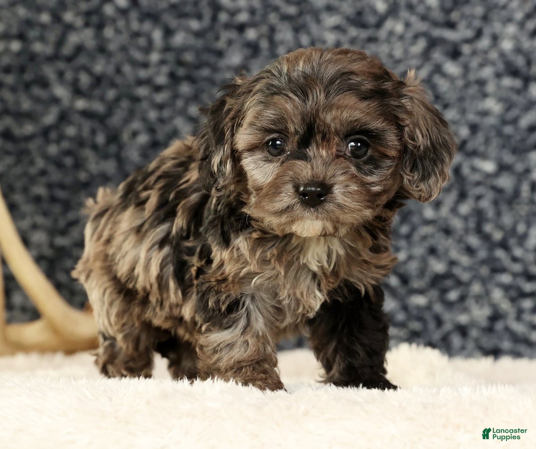 Cavapoo dogs for sale: Bella - Ad 6