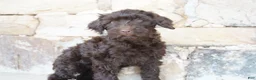 Portuguese Water Dog dogs for sale: Pearl  - Ad 4