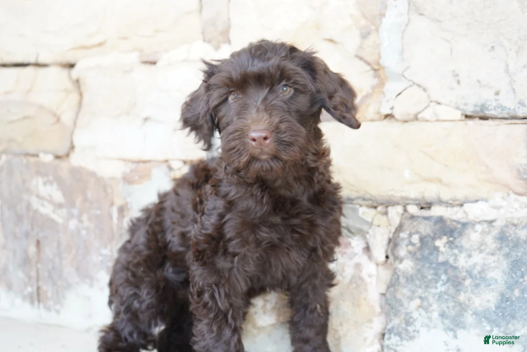 Portuguese Water Dog dogs for sale: Pearl  - Ad 4