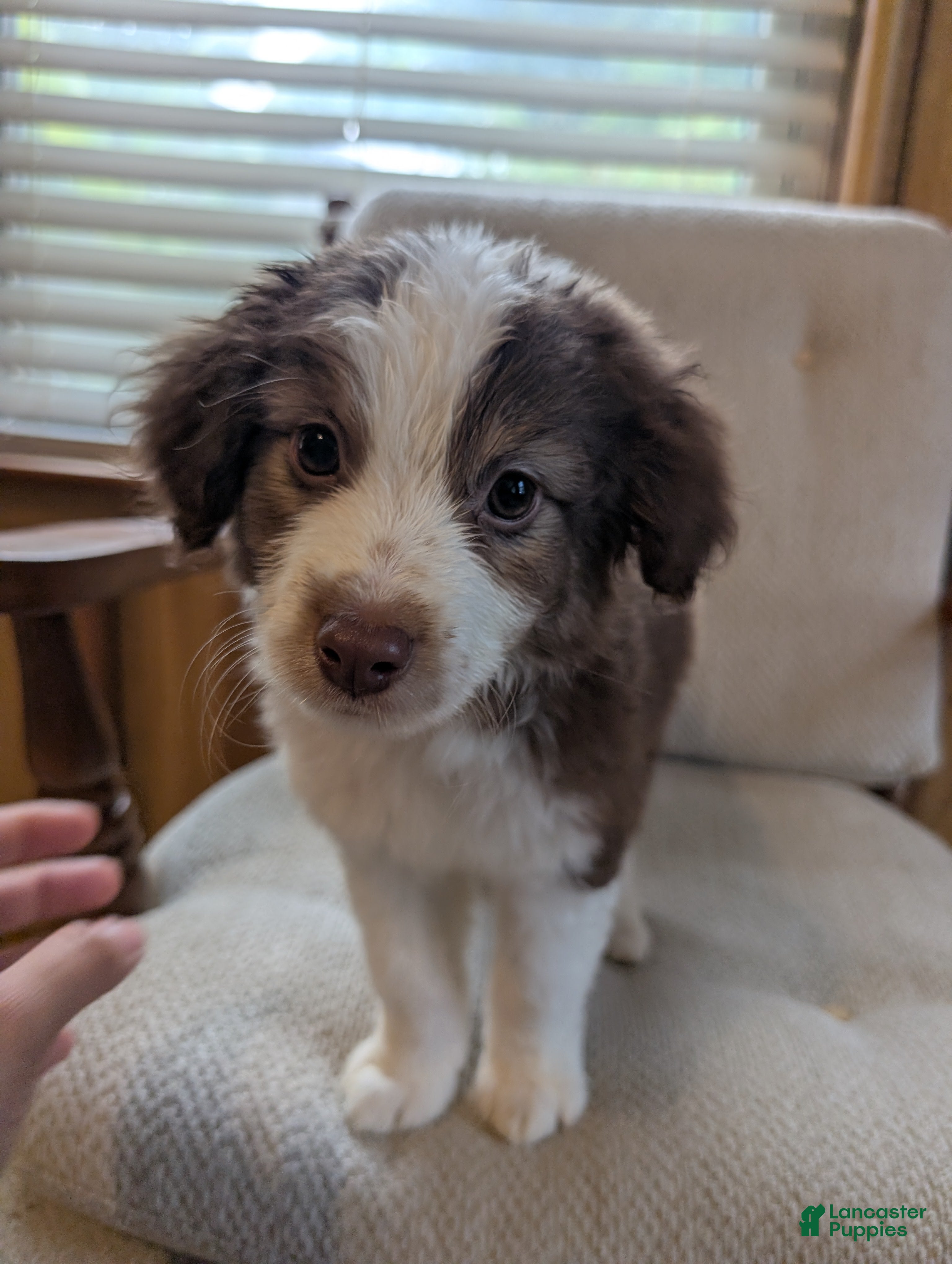 Miniature Australian Shepherd dogs Miniature Australian Shepherd 1 - Ad 16