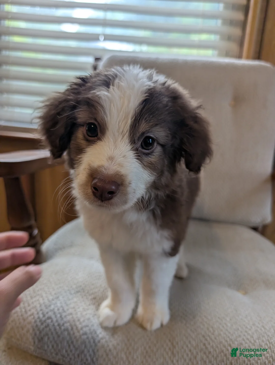 Miniature Australian Shepherd dogs for sale: Miniature Australian Shepherd 1 - Ad 1