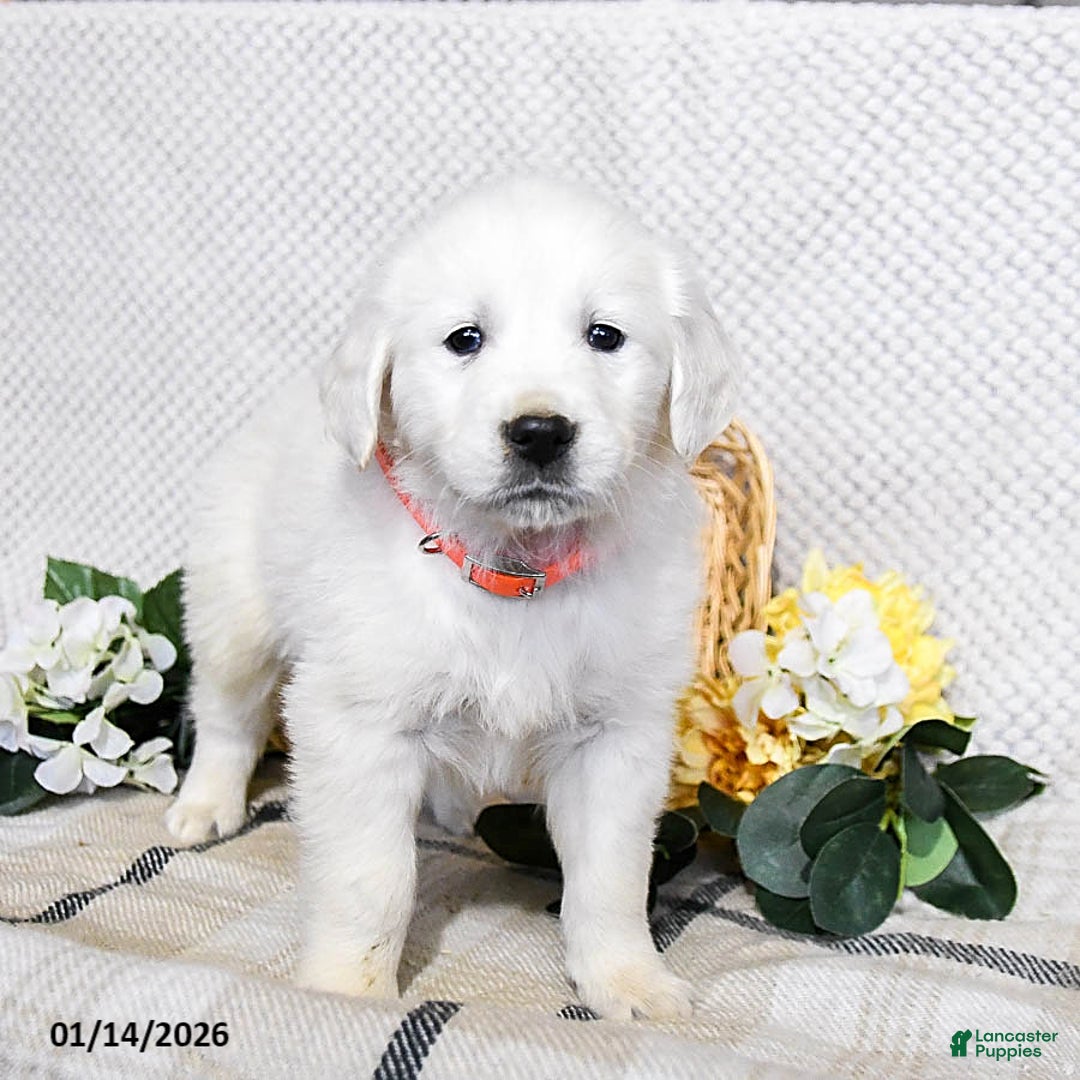 Golden Retriever dogs for sale: Star - Ad 3