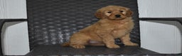 Goldendoodle dogs for sale: Piper - Ad 3