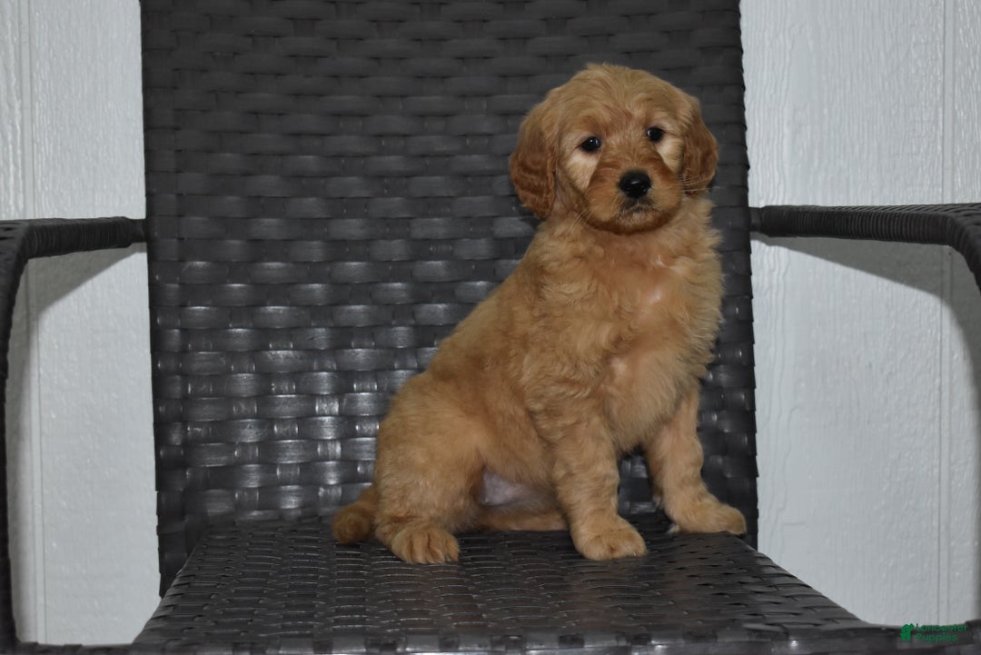 Goldendoodle dogs for sale: Piper - Ad 3