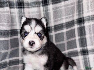 Siberian Husky dogs BLUE - Ad 17