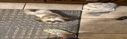 Shih Tzu dogs for sale: Shih Tzu 1 - Ad 3