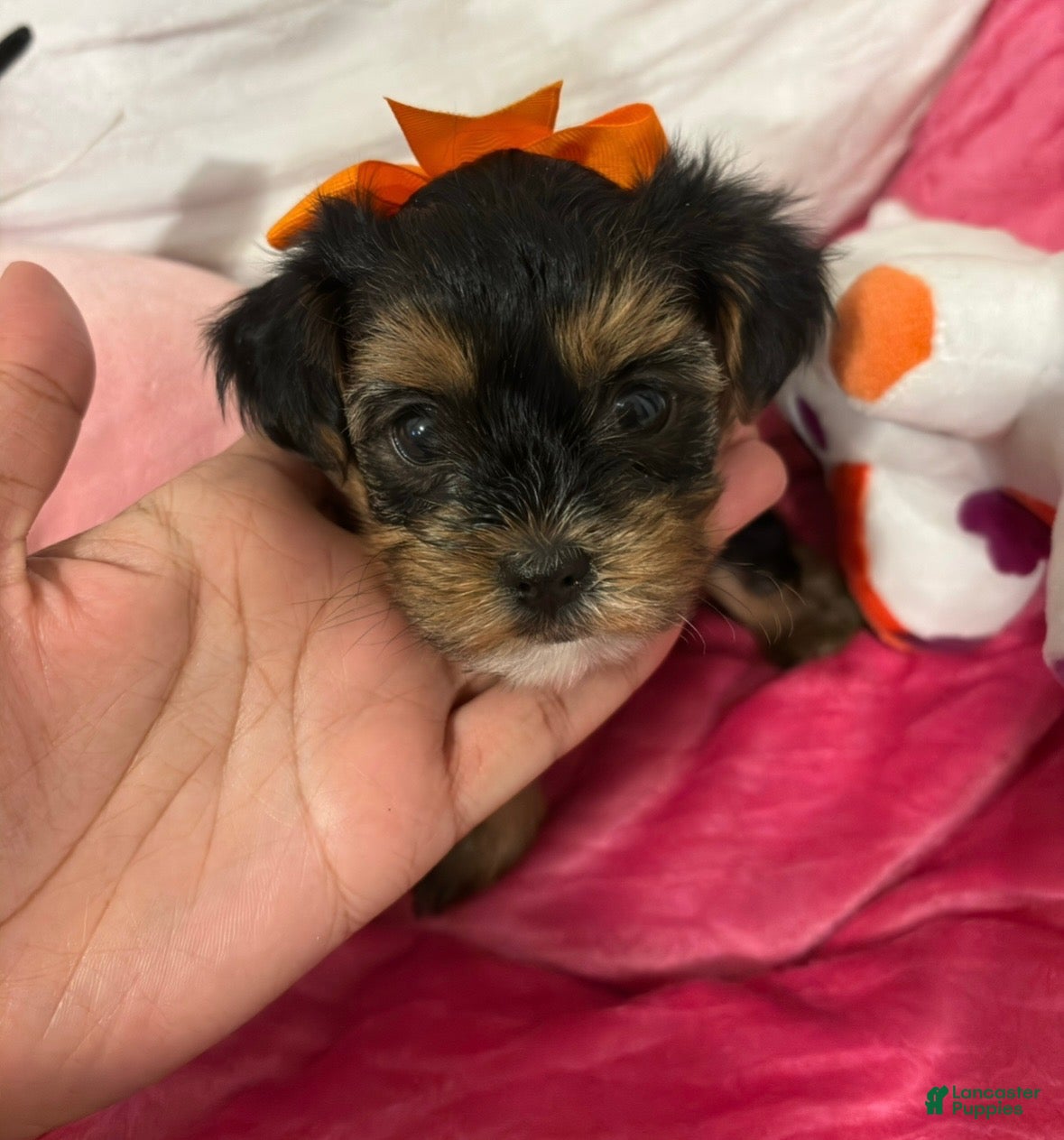 Yorkshire Terrier dogs for sale: Rio - Ad 2