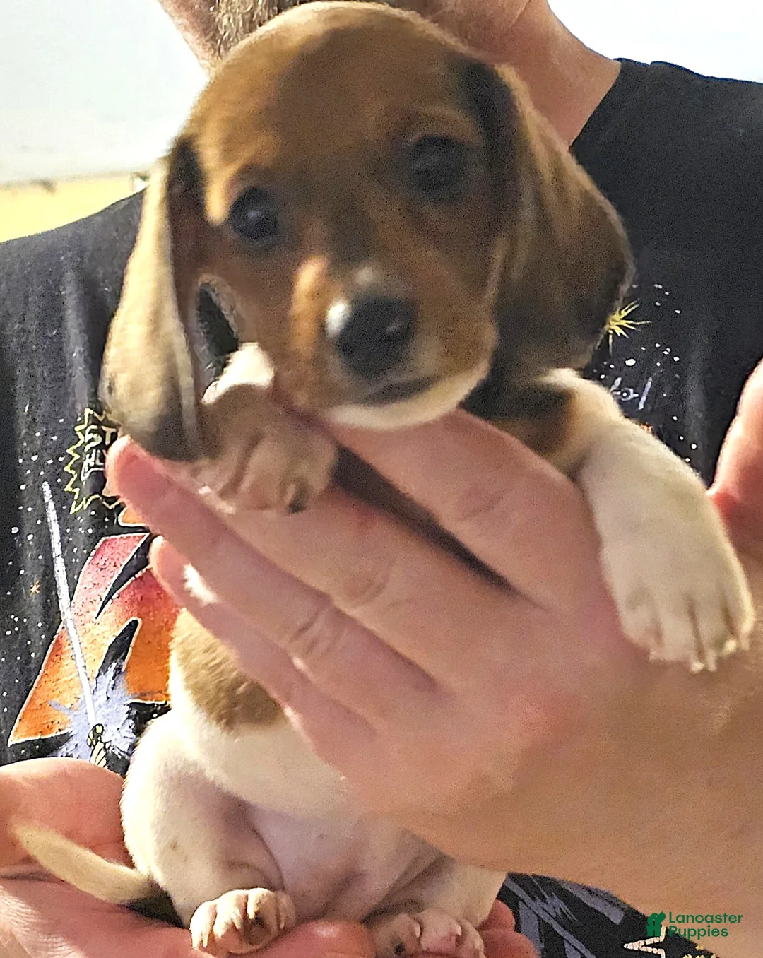 Miniature Dachshund dogs for sale: Miniature Dachshund Piebald (Blue) - Ad 2
