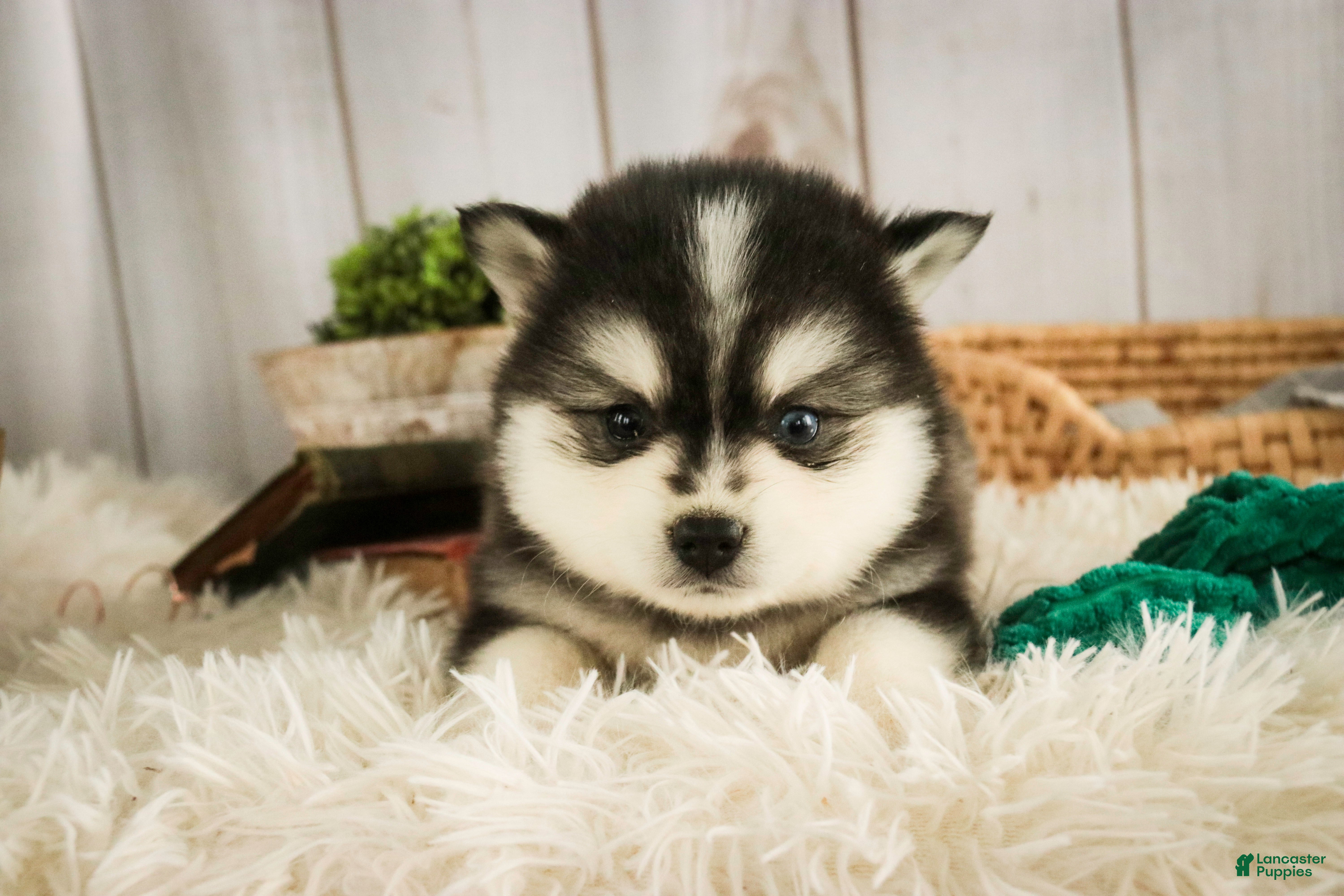 Pomsky dogs Sterling - Ad 5