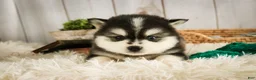 Pomsky dogs for sale: Sterling - Ad 1