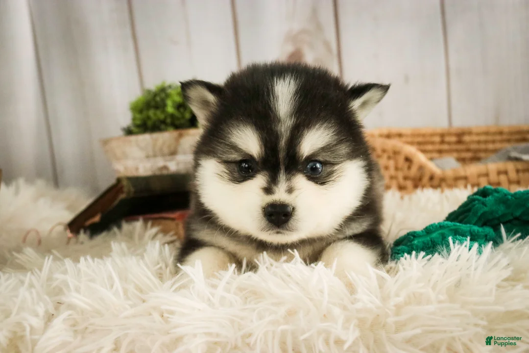 Pomsky dogs for sale: Sterling - Ad 1
