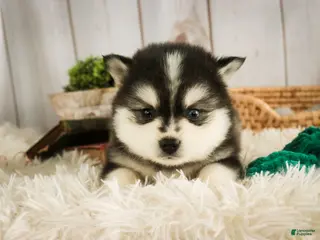 Pomsky dogs Sterling - Ad 5