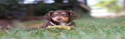 Miniature Dachshund dogs for sale: Grover - Ad 3