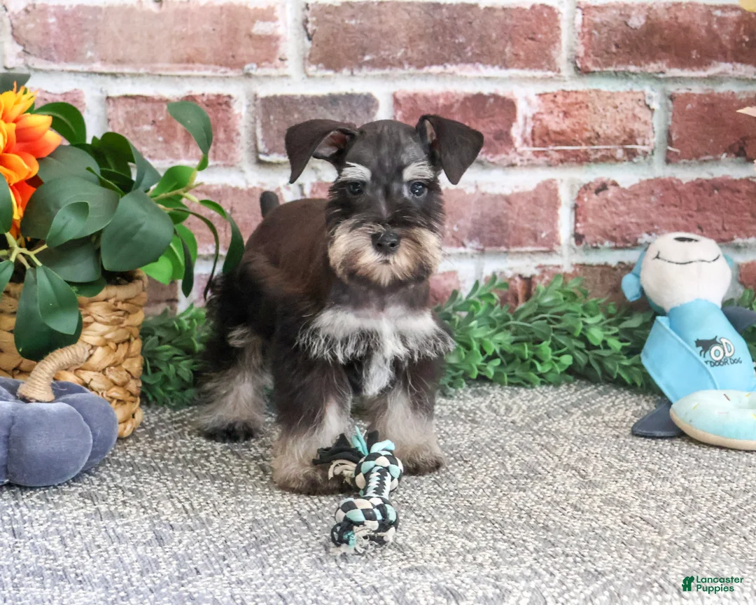 Miniature Schnauzer dogs for sale: SpongeBob - Ad 2
